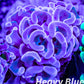 Euphyllia Ancora Coral- LPS Hammer Frag WYSIWYG 4cm Euphyllia Ancora Coral- LPS Hammer Frag WYSIWYG 4cm Aquarium Decor Euphyllia Ancora Coral- LPS Hammer Frag WYSIWYG 4cm Zeo Box Reef