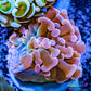 Euphyllia Ancora Coral- LPS Hammer Frag WYSIWYG 4cm Euphyllia Ancora Coral- LPS Hammer Frag WYSIWYG 4cm Aquarium Decor Euphyllia Ancora Coral- LPS Hammer Frag WYSIWYG 4cm Zeo Box Reef