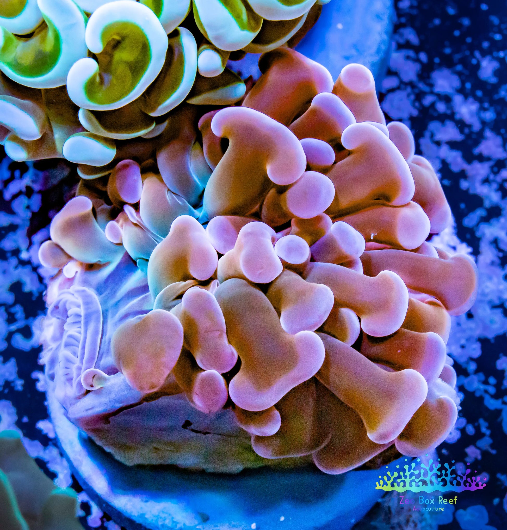 Euphyllia Ancora Coral- LPS Hammer Frag WYSIWYG 4cm Euphyllia Ancora Coral- LPS Hammer Frag WYSIWYG 4cm Aquarium Decor Euphyllia Ancora Coral- LPS Hammer Frag WYSIWYG 4cm Zeo Box Reef