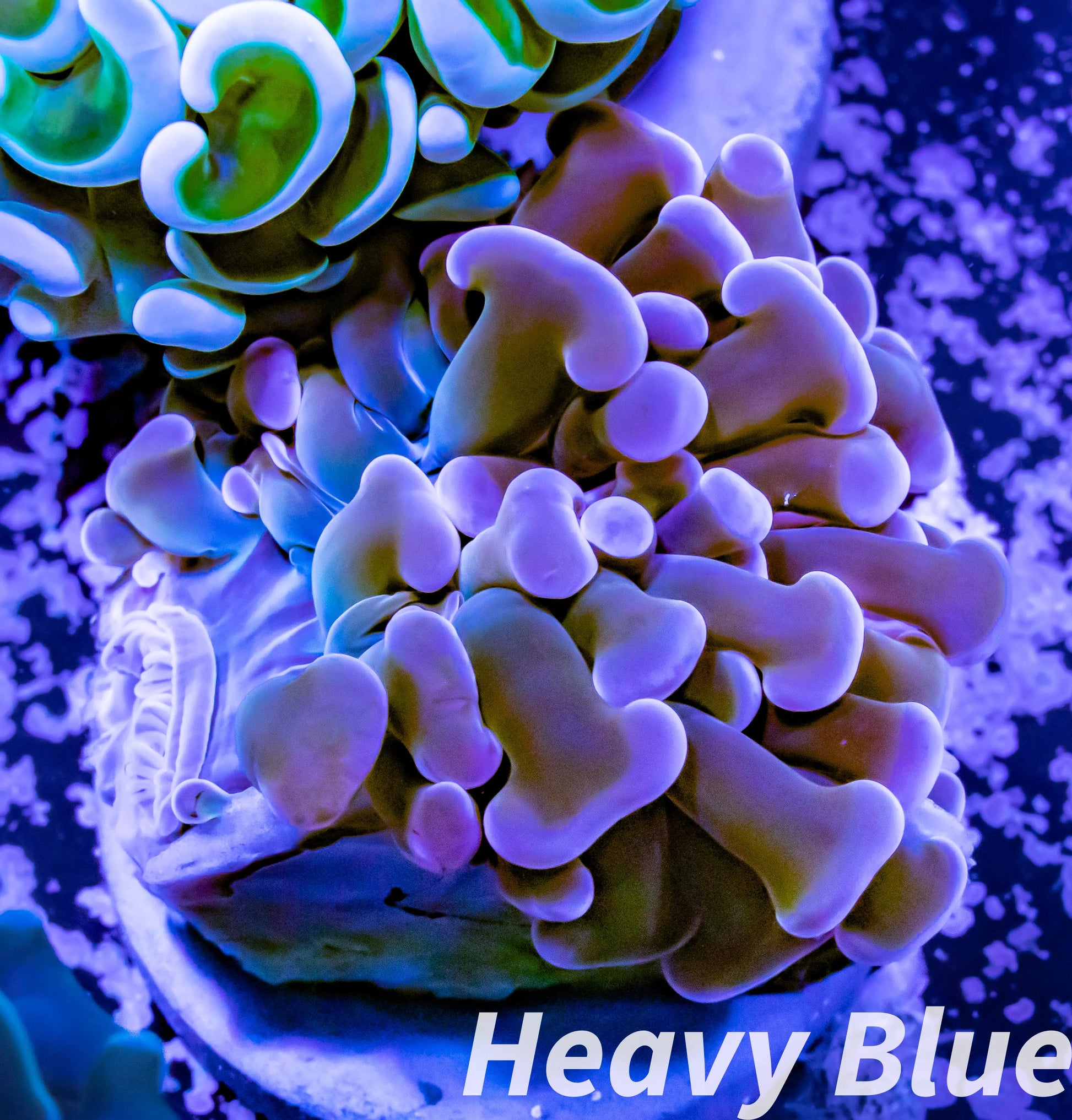 Euphyllia Ancora Coral- LPS Hammer Frag WYSIWYG 4cm Euphyllia Ancora Coral- LPS Hammer Frag WYSIWYG 4cm Aquarium Decor Euphyllia Ancora Coral- LPS Hammer Frag WYSIWYG 4cm Zeo Box Reef