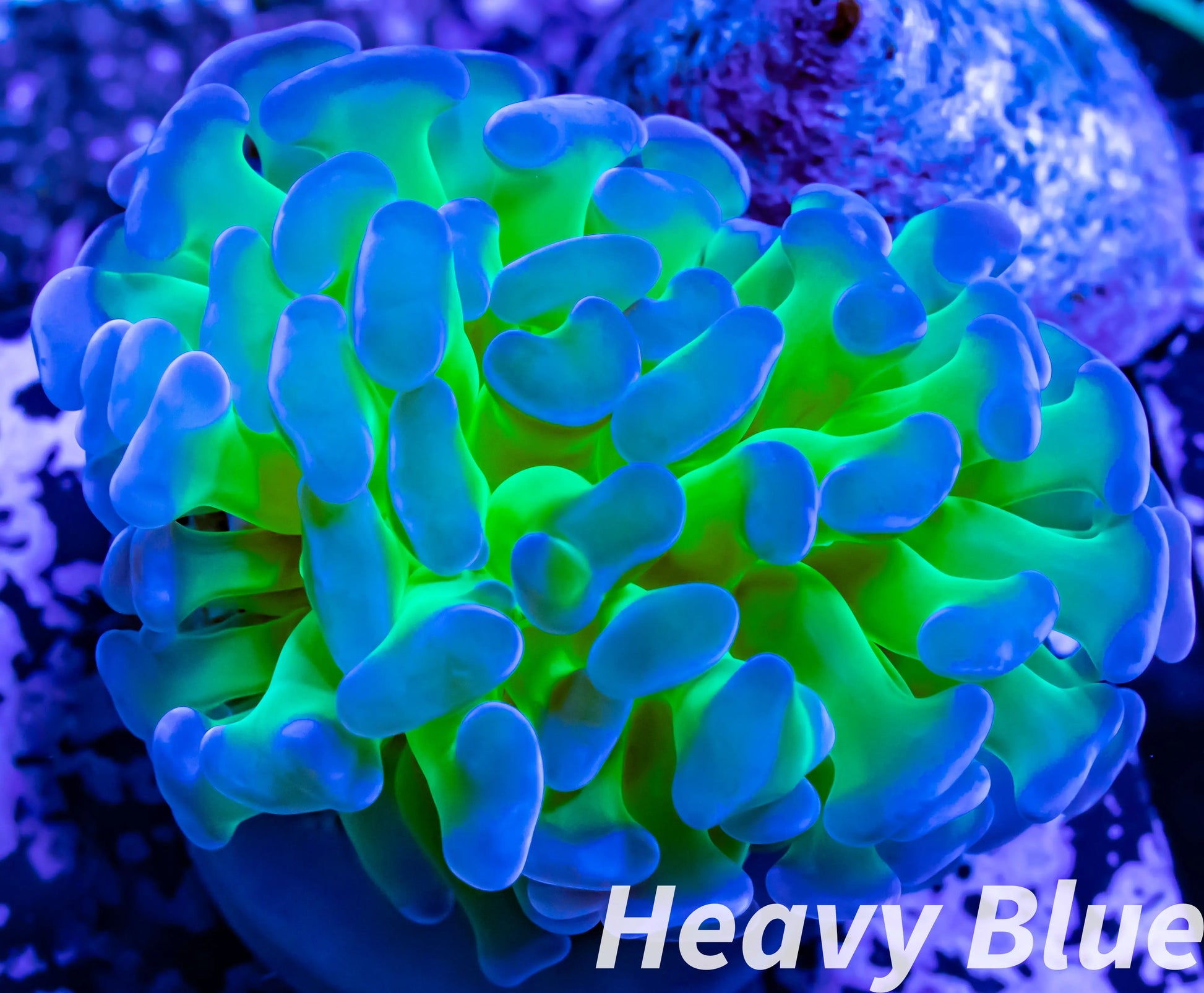 Euphyllia Ancora Coral- LPS Hammer Frag WYSIWYG 5cm Euphyllia Ancora Coral- LPS Hammer Frag WYSIWYG 5cm Aquarium Decor Euphyllia Ancora Coral- LPS Hammer Frag WYSIWYG 5cm Zeo Box Reef