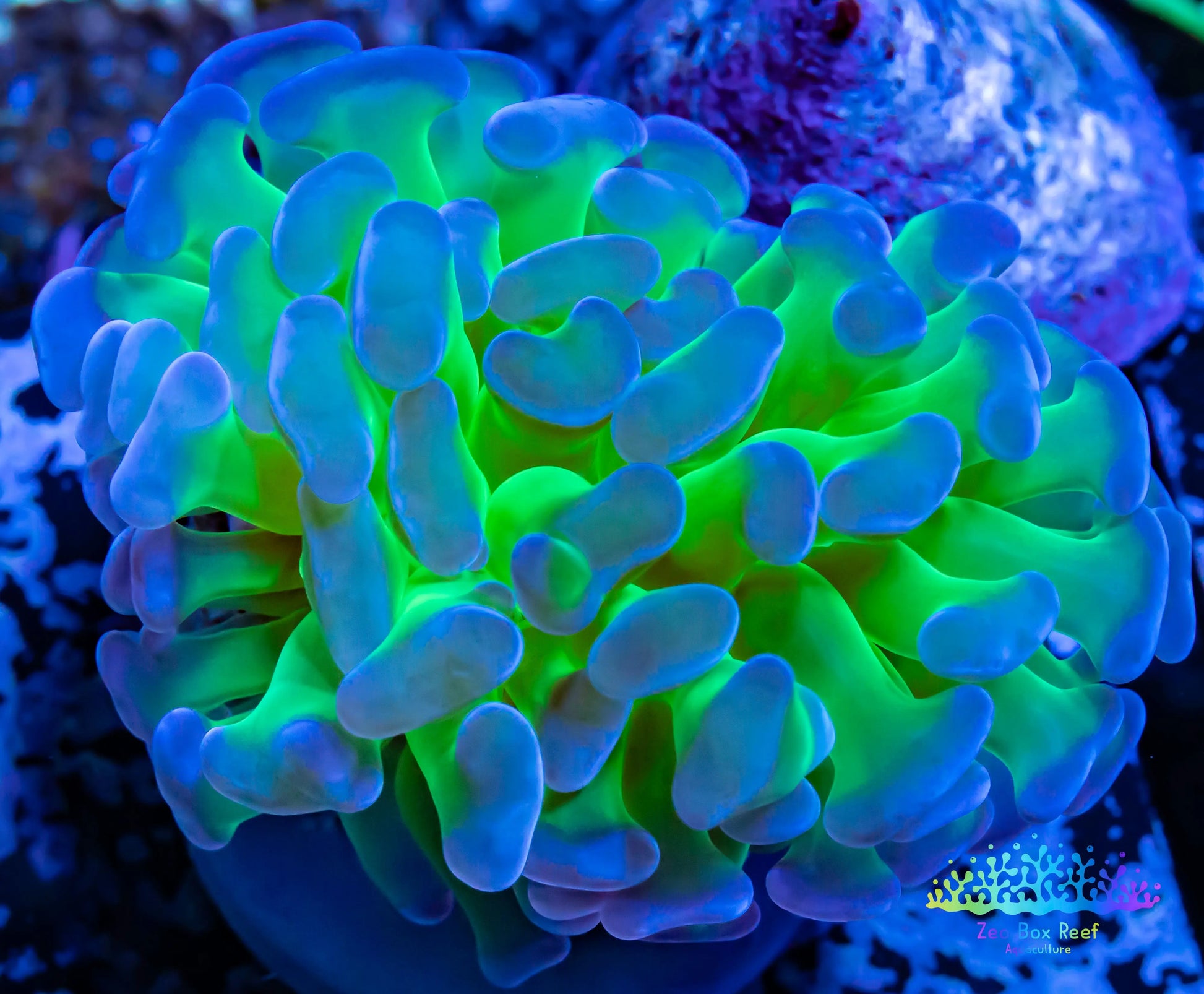 Euphyllia Ancora Coral- LPS Hammer Frag WYSIWYG Euphyllia Ancora Coral- LPS Hammer Frag WYSIWYG Aquarium Decor Euphyllia Ancora Coral- LPS Hammer Frag WYSIWYG Zeo Box Reef