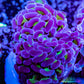 Euphyllia Ancora Coral- LPS Hammer Frag WYSIWYG Euphyllia Ancora Coral- LPS Hammer Frag WYSIWYG Aquarium Decor Euphyllia Ancora Coral- LPS Hammer Frag WYSIWYG Zeo Box Reef