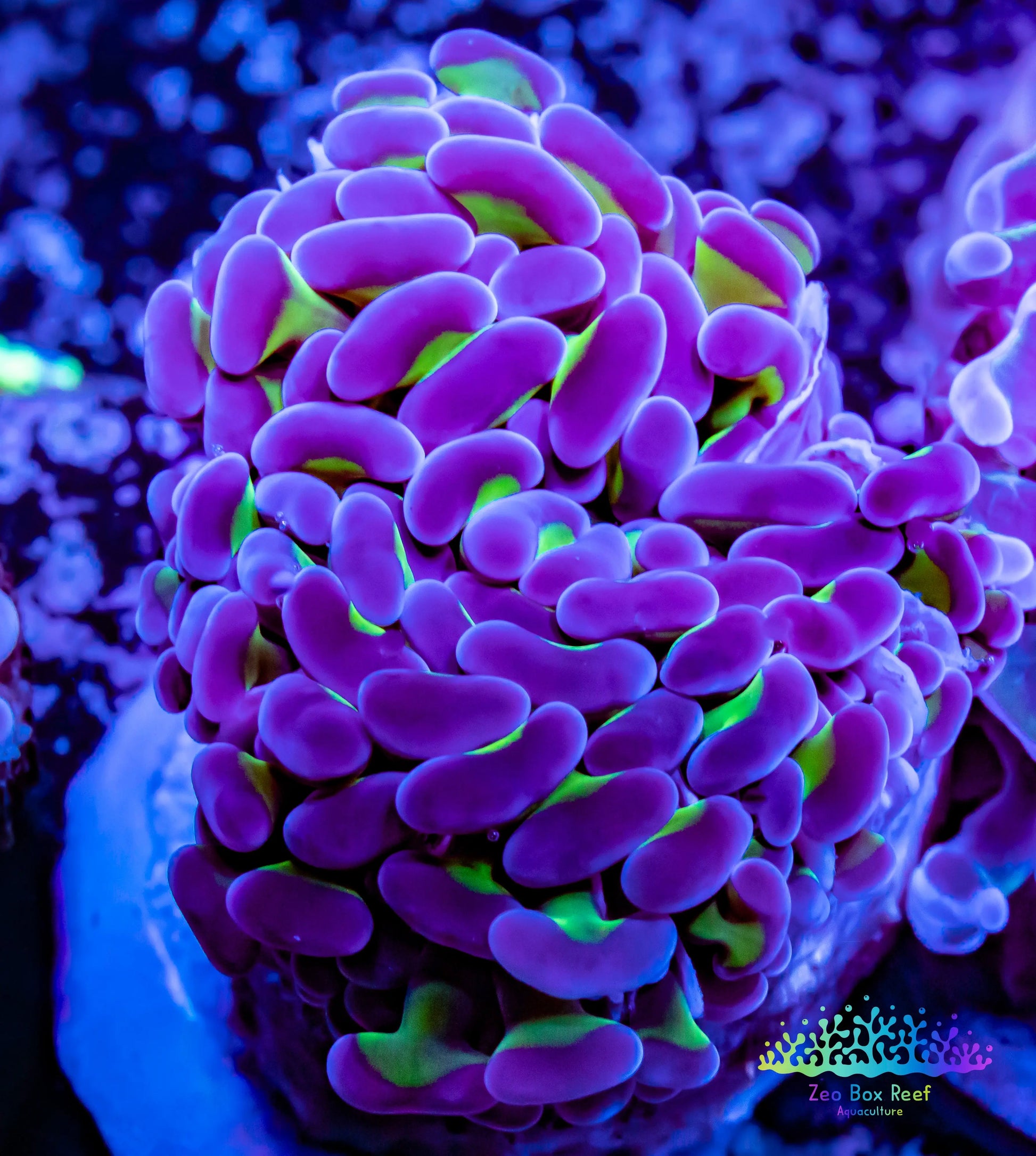 Euphyllia Ancora Coral- LPS Hammer Frag WYSIWYG Euphyllia Ancora Coral- LPS Hammer Frag WYSIWYG Aquarium Decor Euphyllia Ancora Coral- LPS Hammer Frag WYSIWYG Zeo Box Reef