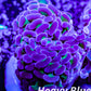 Euphyllia Ancora Coral- LPS Hammer Frag WYSIWYG Euphyllia Ancora Coral- LPS Hammer Frag WYSIWYG Aquarium Decor Euphyllia Ancora Coral- LPS Hammer Frag WYSIWYG Zeo Box Reef