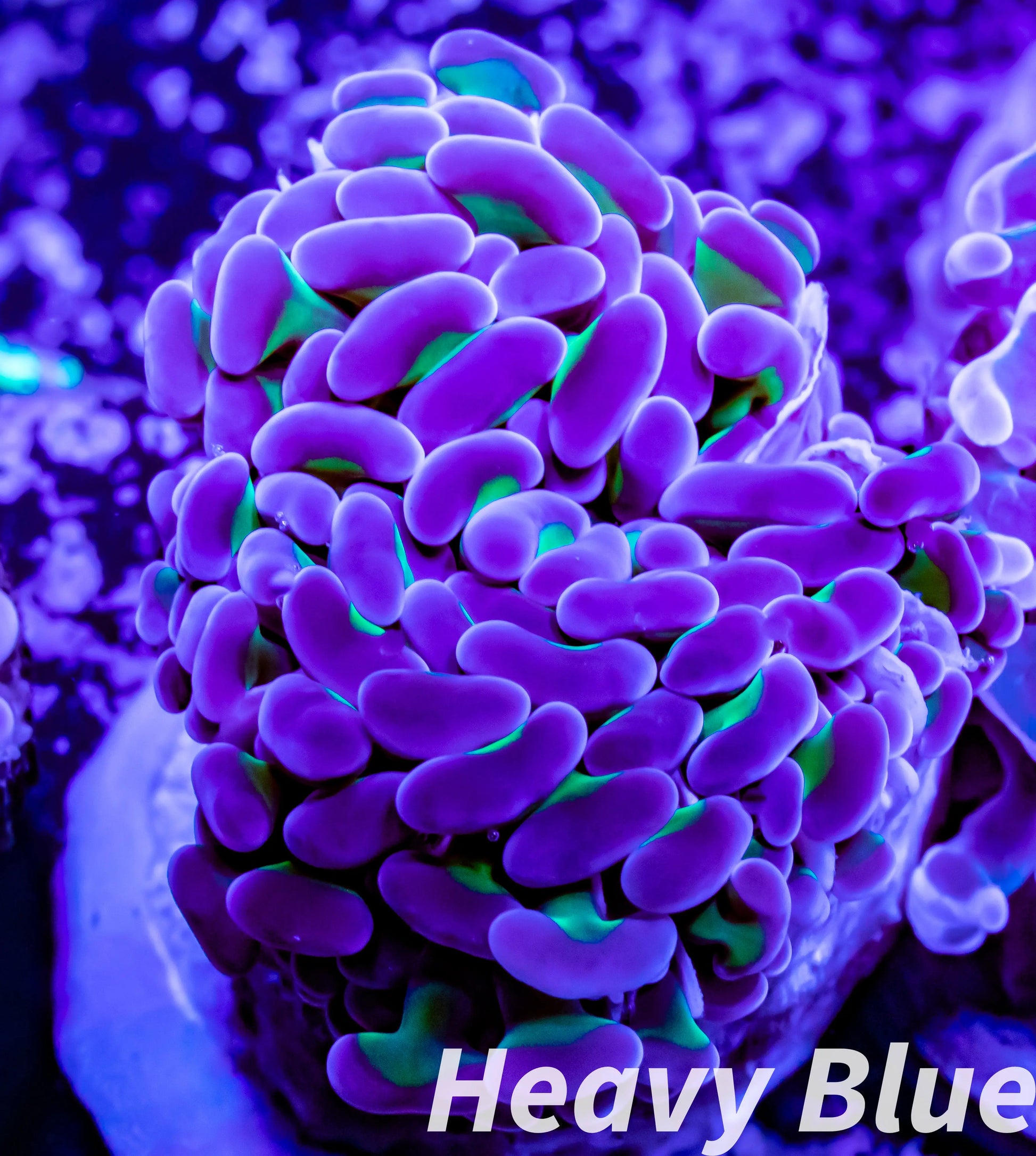 Euphyllia Ancora Coral- LPS Hammer Frag WYSIWYG Euphyllia Ancora Coral- LPS Hammer Frag WYSIWYG Aquarium Decor Euphyllia Ancora Coral- LPS Hammer Frag WYSIWYG Zeo Box Reef