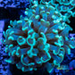 Euphyllia Ancora Coral- LPS Hammer WYSIWYG 4cm Euphyllia Ancora Coral- LPS Hammer WYSIWYG 4cm Aquarium Decor Euphyllia Ancora Coral- LPS Hammer WYSIWYG 4cm Zeo Box Reef