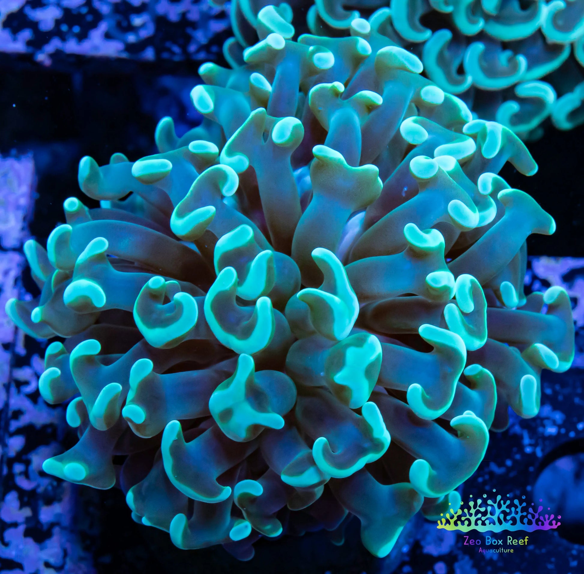 Euphyllia Ancora Coral- LPS Hammer WYSIWYG 4cm Euphyllia Ancora Coral- LPS Hammer WYSIWYG 4cm Aquarium Decor Euphyllia Ancora Coral- LPS Hammer WYSIWYG 4cm Zeo Box Reef