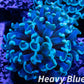 Euphyllia Ancora Coral- LPS Hammer WYSIWYG 4cm Euphyllia Ancora Coral- LPS Hammer WYSIWYG 4cm Aquarium Decor Euphyllia Ancora Coral- LPS Hammer WYSIWYG 4cm Zeo Box Reef