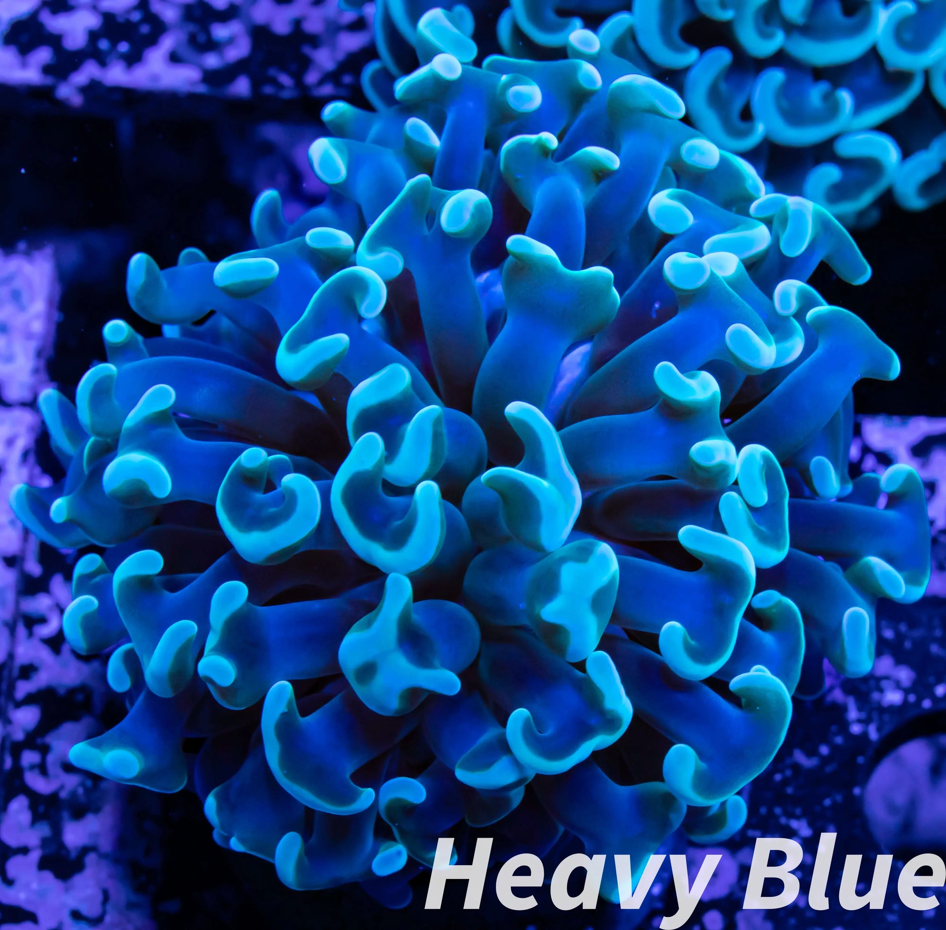 Euphyllia Ancora Coral- LPS Hammer WYSIWYG 4cm Euphyllia Ancora Coral- LPS Hammer WYSIWYG 4cm Aquarium Decor Euphyllia Ancora Coral- LPS Hammer WYSIWYG 4cm Zeo Box Reef