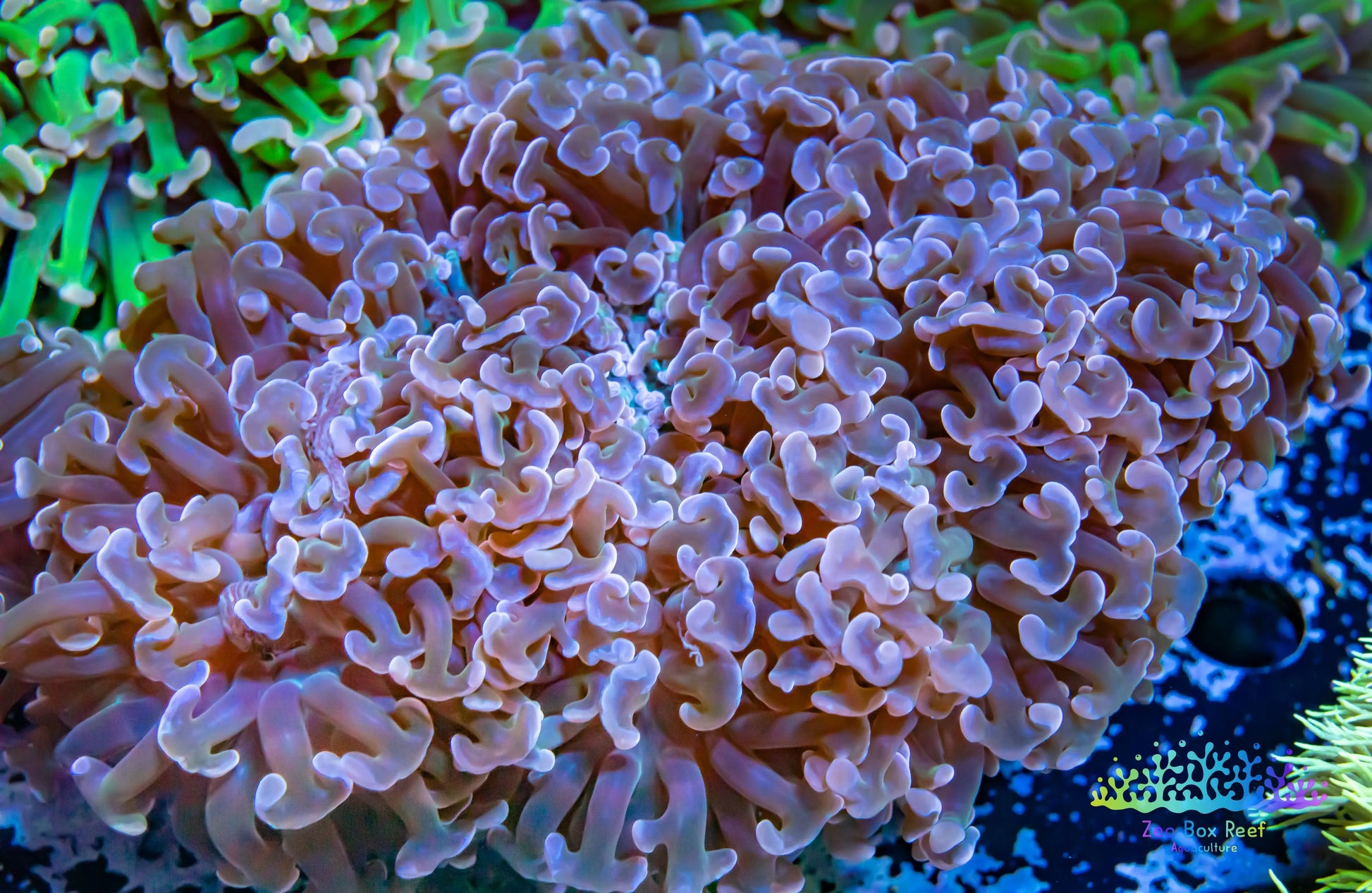Euphyllia Ancora Coral- LPS Hammer WYSIWYG 8cm Euphyllia Ancora Coral- LPS Hammer WYSIWYG 8cm Aquarium Decor Euphyllia Ancora Coral- LPS Hammer WYSIWYG 8cm Zeo Box Reef