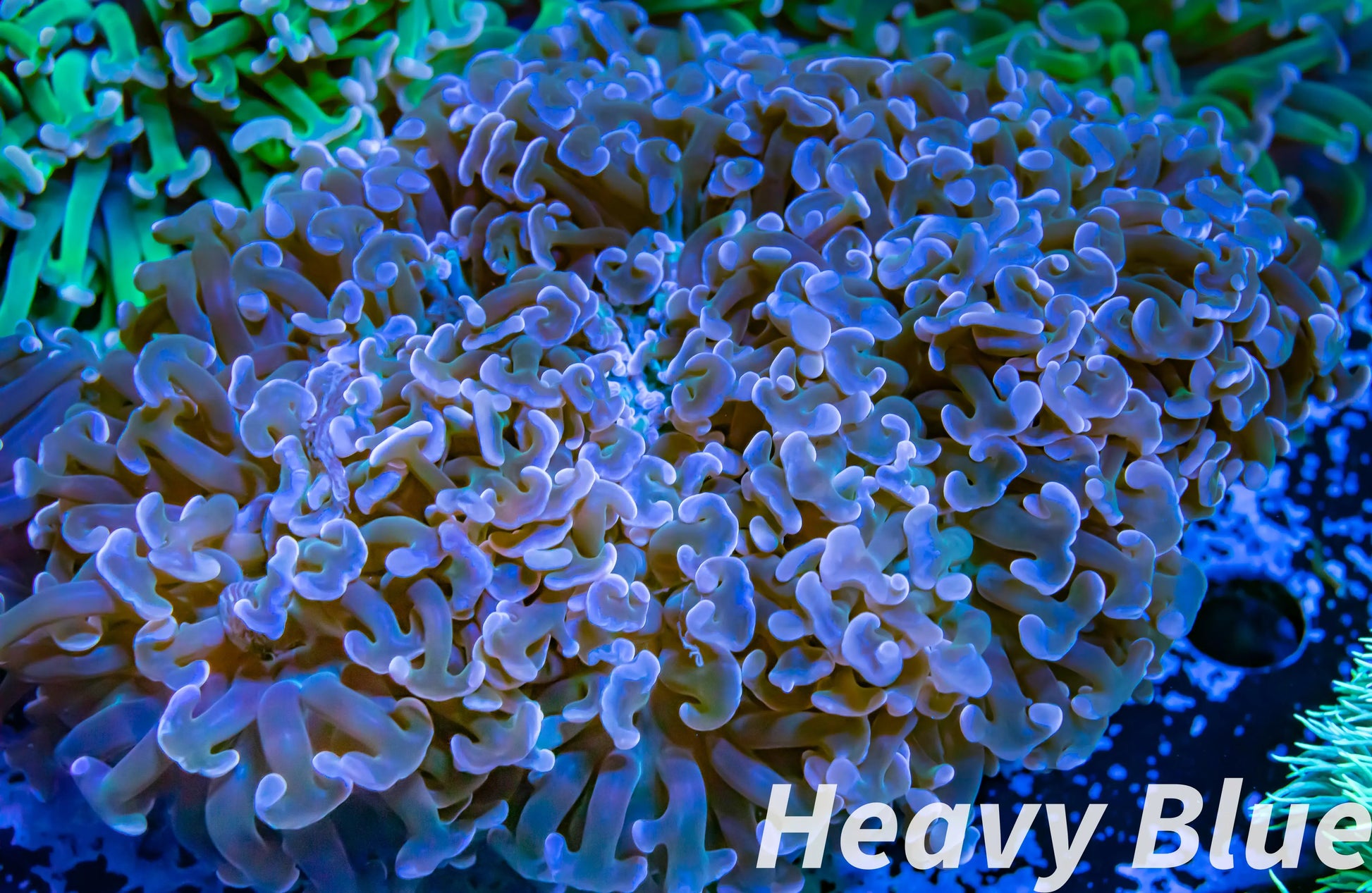 Euphyllia Ancora Coral- LPS Hammer WYSIWYG 8cm Euphyllia Ancora Coral- LPS Hammer WYSIWYG 8cm Aquarium Decor Euphyllia Ancora Coral- LPS Hammer WYSIWYG 8cm Zeo Box Reef