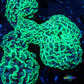 Euphyllia Ancora Coral- LPS Hammer WYSIWYG 8cm Euphyllia Ancora Coral- LPS Hammer WYSIWYG 8cm Aquarium Decor Euphyllia Ancora Coral- LPS Hammer WYSIWYG 8cm Zeo Box Reef