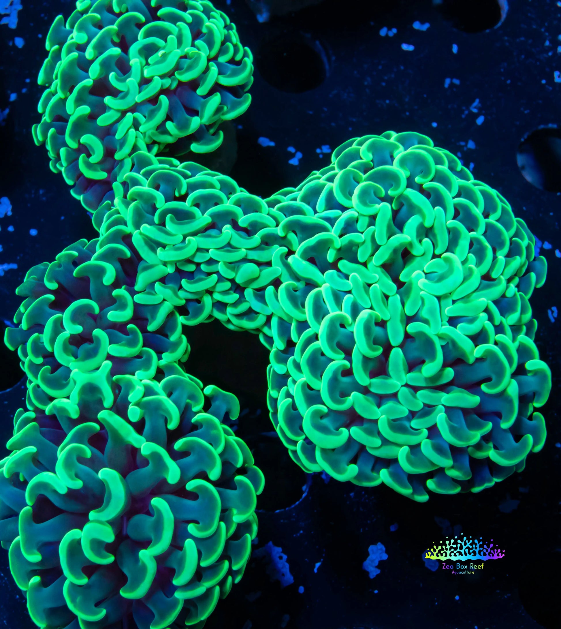 Euphyllia Ancora Coral- LPS Hammer WYSIWYG 8cm Euphyllia Ancora Coral- LPS Hammer WYSIWYG 8cm Aquarium Decor Euphyllia Ancora Coral- LPS Hammer WYSIWYG 8cm Zeo Box Reef