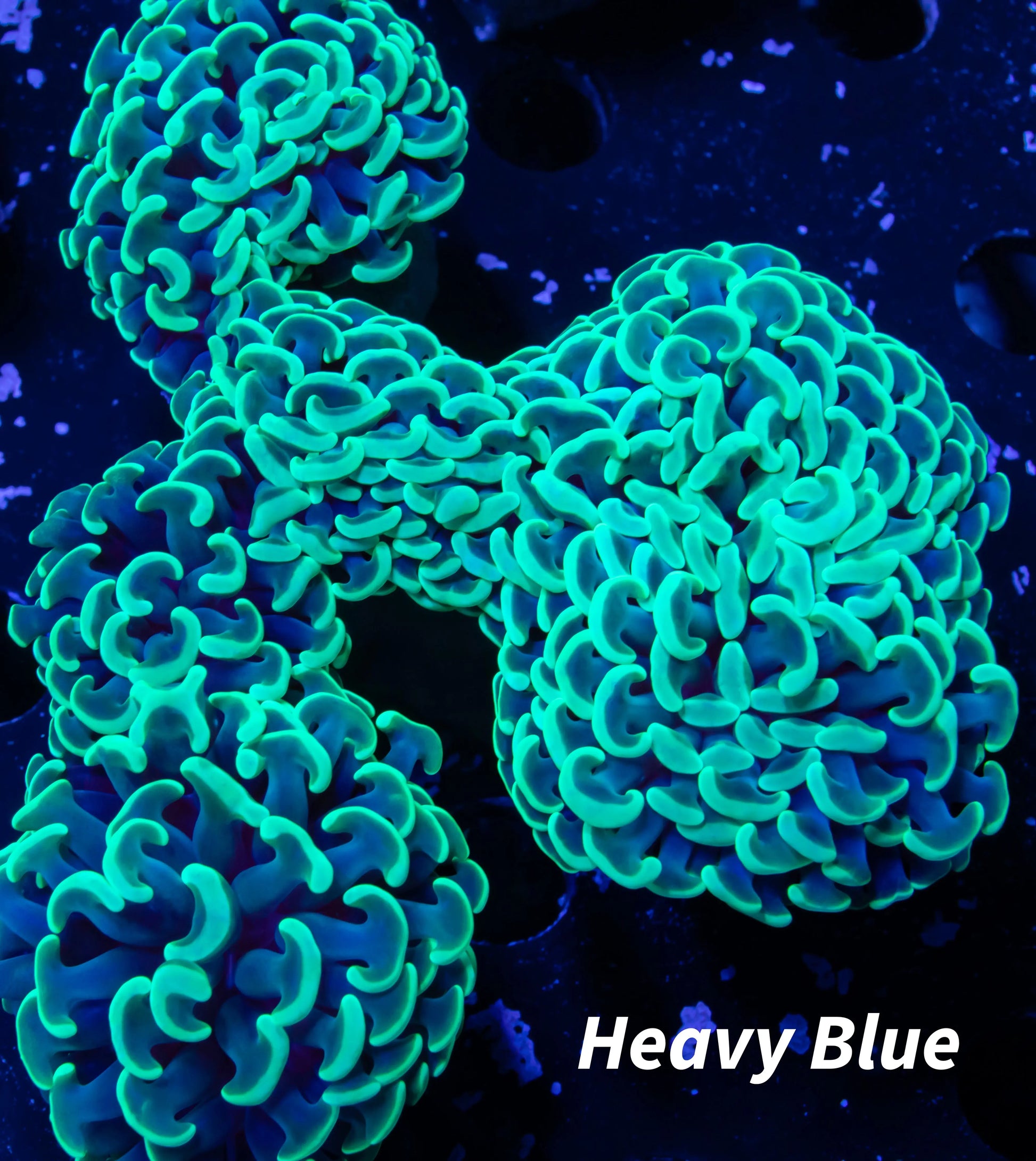 Euphyllia Ancora Coral- LPS Hammer WYSIWYG 8cm Euphyllia Ancora Coral- LPS Hammer WYSIWYG 8cm Aquarium Decor Euphyllia Ancora Coral- LPS Hammer WYSIWYG 8cm Zeo Box Reef