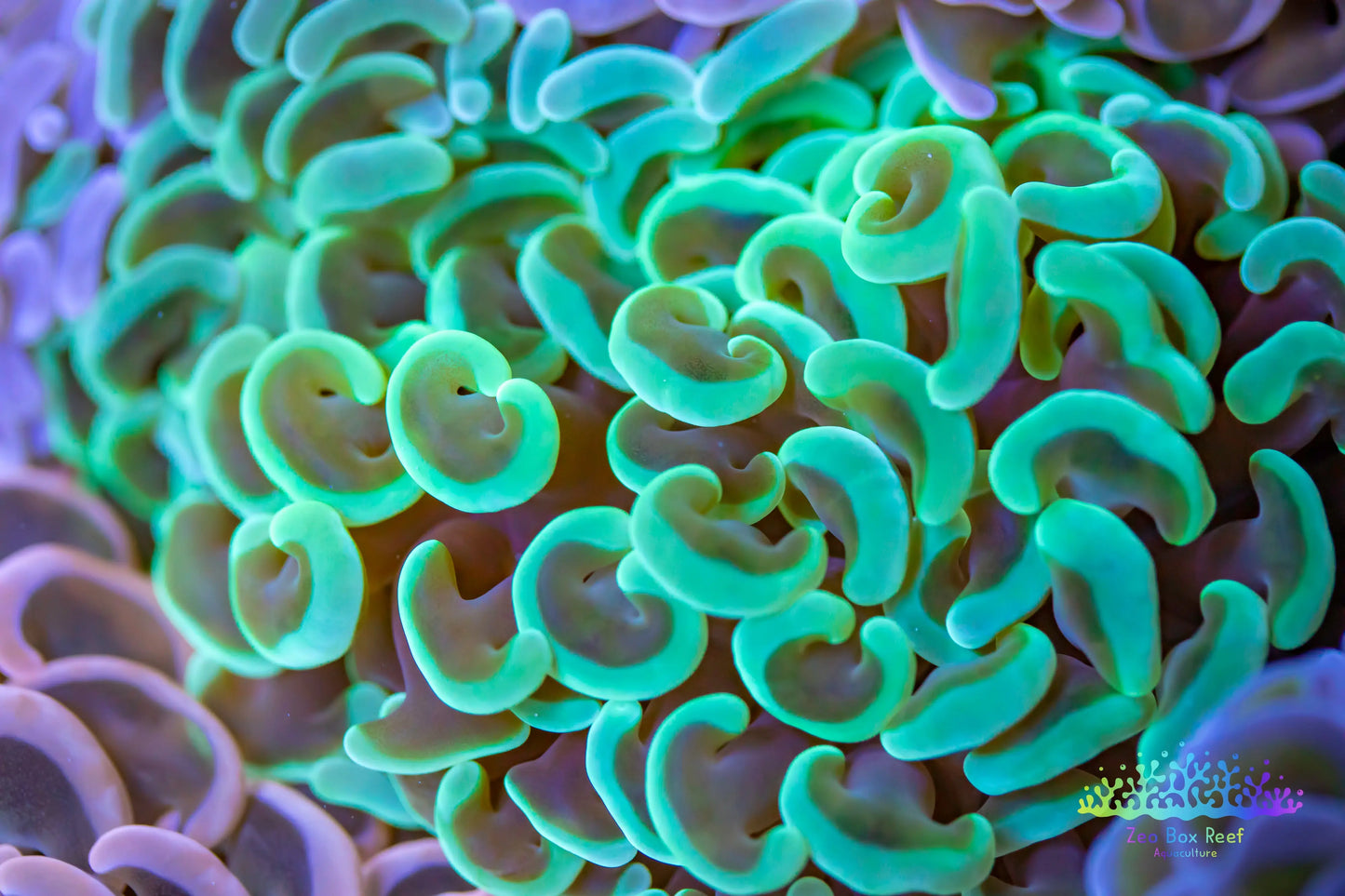 Euphyllia Ancora Coral- LPS Hammer WYSIWYG Euphyllia Ancora Coral- LPS Hammer WYSIWYG Animals & Pet Supplies Euphyllia Ancora Coral- LPS Hammer WYSIWYG Zeo Box Reef