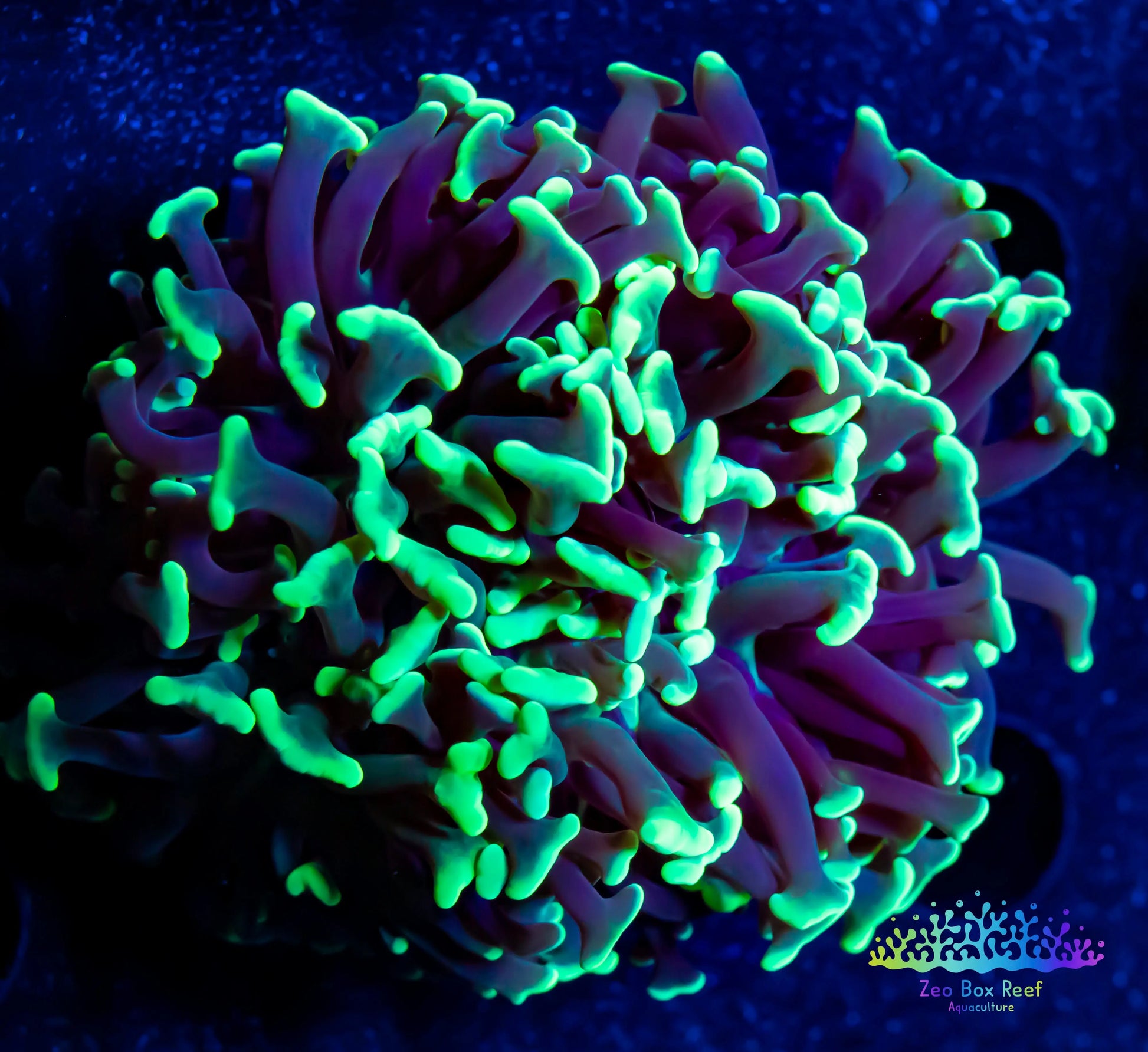 Euphyllia Ancora Coral- LPS Lime Green Hammer WYSIWYG 6cm Euphyllia Ancora Coral- LPS Lime Green Hammer WYSIWYG 6cm Aquarium Decor Euphyllia Ancora Coral- LPS Lime Green Hammer WYSIWYG 6cm Zeo Box Reef