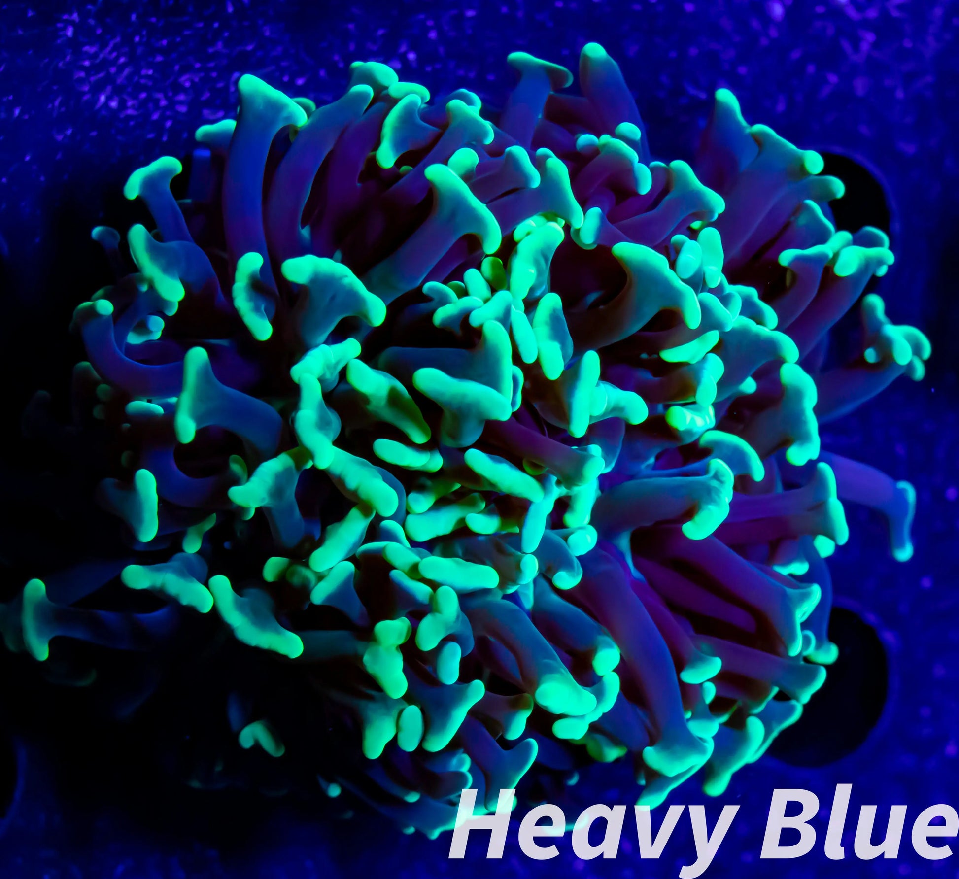 Euphyllia Ancora Coral- LPS Lime Green Hammer WYSIWYG 6cm Euphyllia Ancora Coral- LPS Lime Green Hammer WYSIWYG 6cm Aquarium Decor Euphyllia Ancora Coral- LPS Lime Green Hammer WYSIWYG 6cm Zeo Box Reef