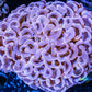Euphyllia Ancora Coral- LPS Orange / pink Hammer WYSIWYG 10cm Euphyllia Ancora Coral- LPS Orange / pink Hammer WYSIWYG 10cm Aquarium Decor Euphyllia Ancora Coral- LPS Orange / pink Hammer WYSIWYG 10cm Zeo Box Reef