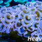 Euphyllia Ancora Coral- LPS QLD Hammer WYSIWYG 6cm Euphyllia Ancora Coral- LPS QLD Hammer WYSIWYG 6cm Aquarium Decor Euphyllia Ancora Coral- LPS QLD Hammer WYSIWYG 6cm Zeo Box Reef