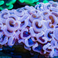 Euphyllia Ancora Coral- LPS QLD Hammer WYSIWYG 6cm Euphyllia Ancora Coral- LPS QLD Hammer WYSIWYG 6cm Aquarium Decor Euphyllia Ancora Coral- LPS QLD Hammer WYSIWYG 6cm Zeo Box Reef