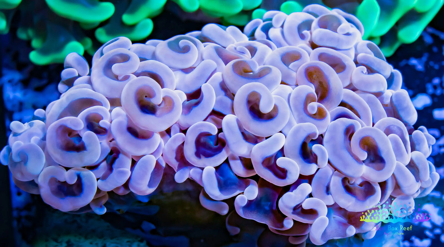 Euphyllia Ancora Coral- LPS QLD Hammer WYSIWYG 6cm Euphyllia Ancora Coral- LPS QLD Hammer WYSIWYG 6cm Aquarium Decor Euphyllia Ancora Coral- LPS QLD Hammer WYSIWYG 6cm Zeo Box Reef