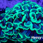 Euphyllia Ancora Coral- LPS Toxic Green Hammer Hammer WYSIWYG 4cm Euphyllia Ancora Coral- LPS Toxic Green Hammer Hammer WYSIWYG 4cm Aquarium Decor Euphyllia Ancora Coral- LPS Toxic Green Hammer Hammer WYSIWYG 4cm Zeo Box Reef