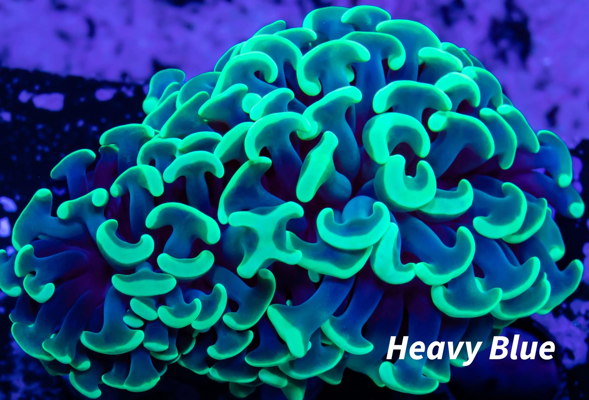 Euphyllia Ancora Coral- LPS Toxic Green Hammer Hammer WYSIWYG 4cm Euphyllia Ancora Coral- LPS Toxic Green Hammer Hammer WYSIWYG 4cm Aquarium Decor Euphyllia Ancora Coral- LPS Toxic Green Hammer Hammer WYSIWYG 4cm Zeo Box Reef