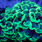 Euphyllia Ancora Coral- LPS Toxic Green Hammer Hammer WYSIWYG 4cm Euphyllia Ancora Coral- LPS Toxic Green Hammer Hammer WYSIWYG 4cm Aquarium Decor Euphyllia Ancora Coral- LPS Toxic Green Hammer Hammer WYSIWYG 4cm Zeo Box Reef