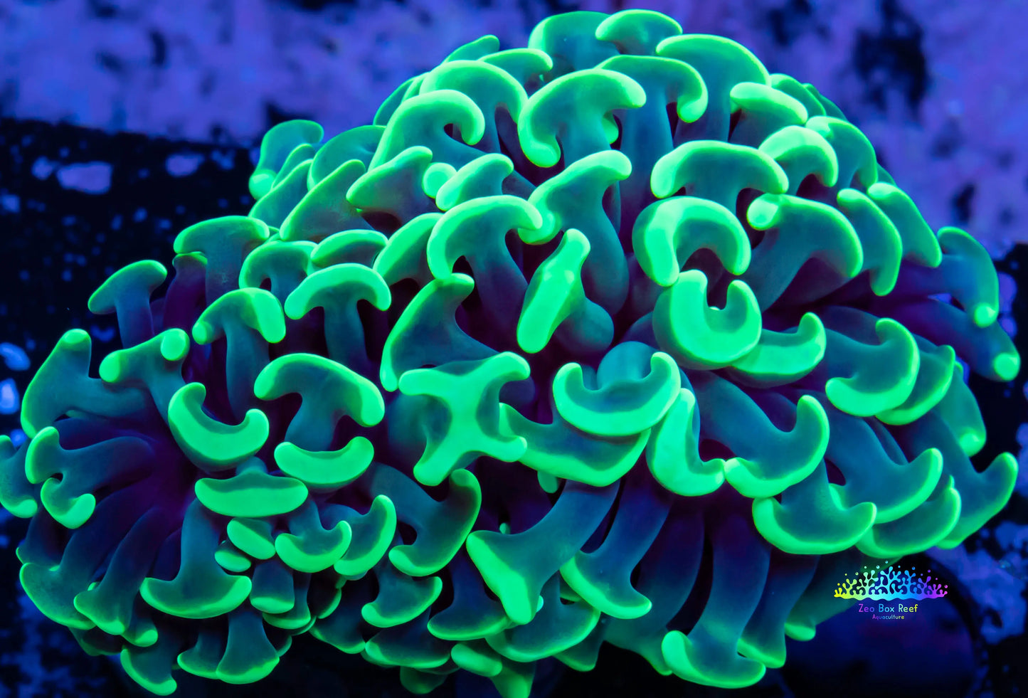 Small Wellsophyllia Coral Decoration #350 > Champion Lighting & Supply