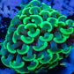 Euphyllia Ancora Coral- LPS Toxic Green Tip Hammer Hammer WYSIWYG 2cm Euphyllia Ancora Coral- LPS Toxic Green Tip Hammer Hammer WYSIWYG 2cm Aquarium Decor Euphyllia Ancora Coral- LPS Toxic Green Tip Hammer Hammer WYSIWYG 2cm Zeo Box Reef