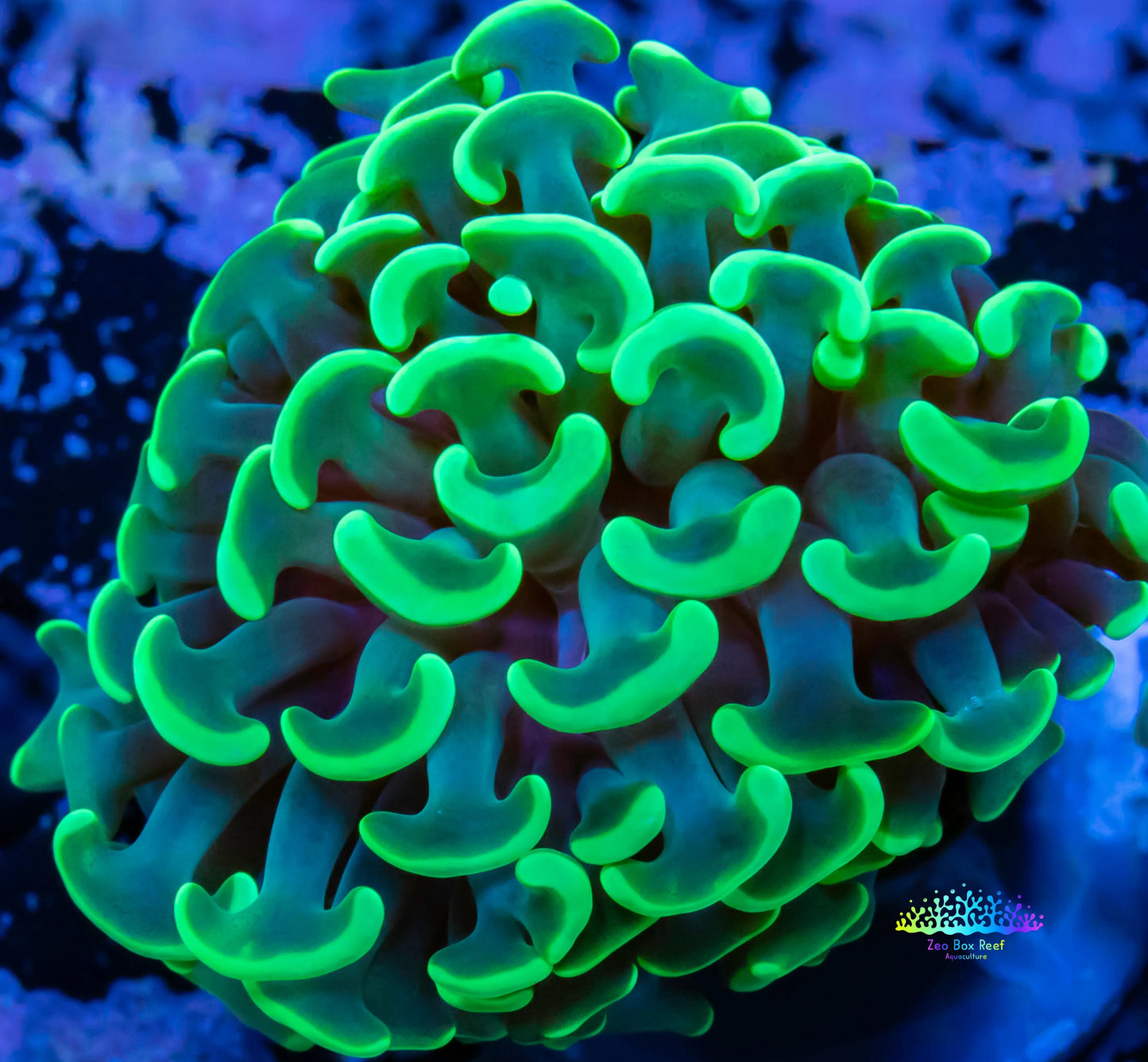 Euphyllia Ancora Coral- LPS Toxic Green Tip Hammer Hammer WYSIWYG 2cm Euphyllia Ancora Coral- LPS Toxic Green Tip Hammer Hammer WYSIWYG 2cm Aquarium Decor Euphyllia Ancora Coral- LPS Toxic Green Tip Hammer Hammer WYSIWYG 2cm Zeo Box Reef