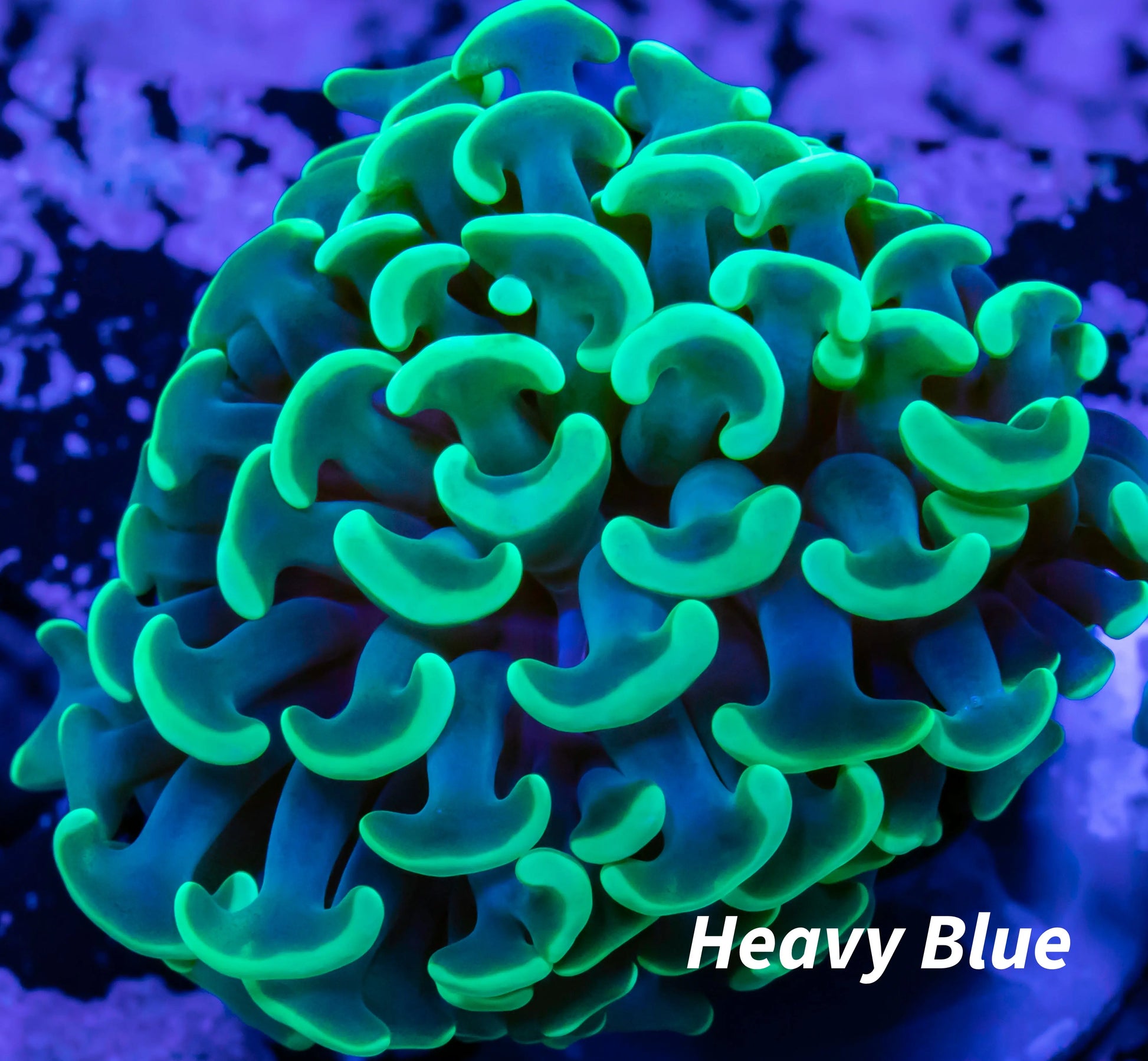 Euphyllia Ancora Coral- LPS Toxic Green Tip Hammer Hammer WYSIWYG 2cm Euphyllia Ancora Coral- LPS Toxic Green Tip Hammer Hammer WYSIWYG 2cm Aquarium Decor Euphyllia Ancora Coral- LPS Toxic Green Tip Hammer Hammer WYSIWYG 2cm Zeo Box Reef