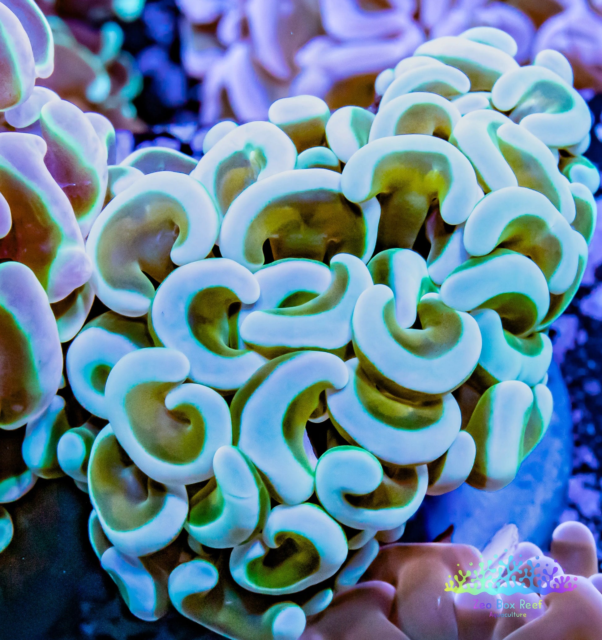 Euphyllia Ancora Coral- LPS Ultra Gold Stem  Hammer Frag WYSIWYG 4cm Euphyllia Ancora Coral- LPS Ultra Gold Stem  Hammer Frag WYSIWYG 4cm Aquarium Decor Euphyllia Ancora Coral- LPS Ultra Gold Stem  Hammer Frag WYSIWYG 4cm Zeo Box Reef