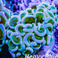 Euphyllia Ancora Coral- LPS Ultra Gold Stem  Hammer Frag WYSIWYG 4cm Euphyllia Ancora Coral- LPS Ultra Gold Stem  Hammer Frag WYSIWYG 4cm Aquarium Decor Euphyllia Ancora Coral- LPS Ultra Gold Stem  Hammer Frag WYSIWYG 4cm Zeo Box Reef