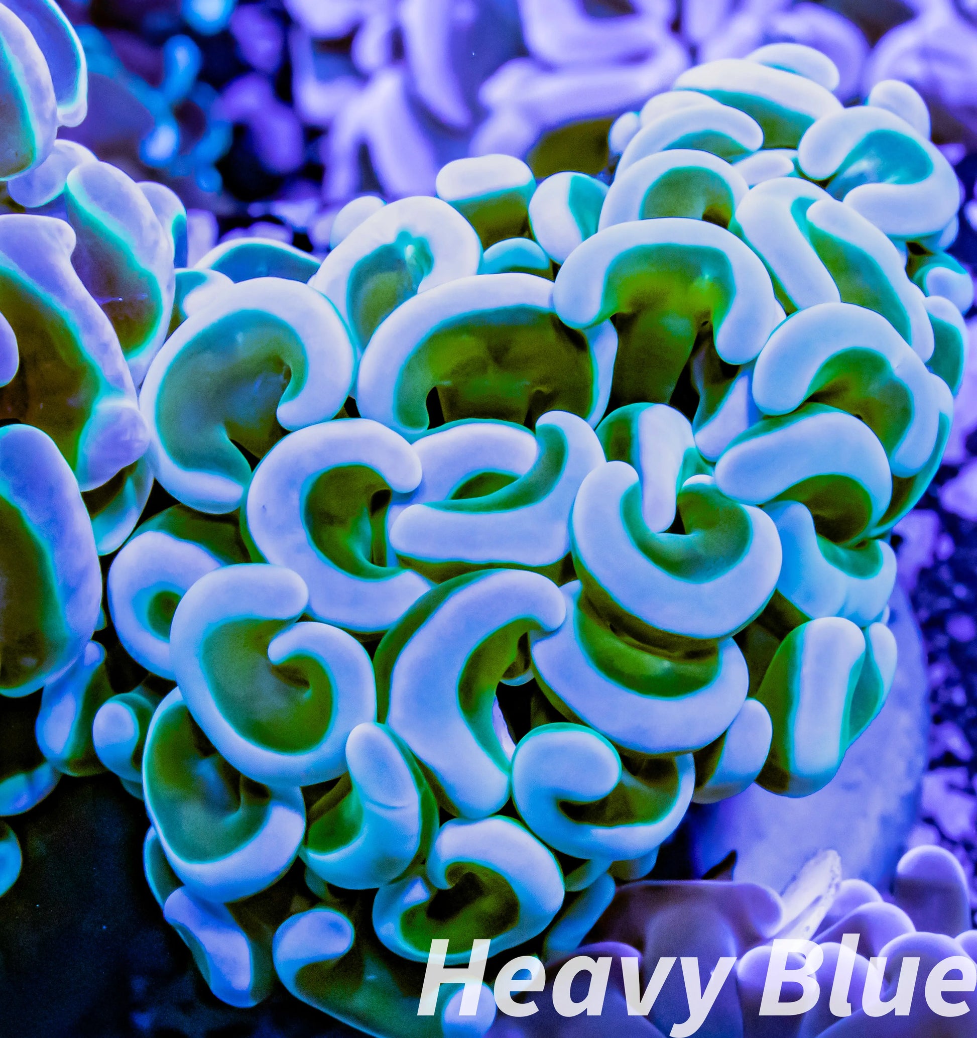 Euphyllia Ancora Coral- LPS Ultra Gold Stem  Hammer Frag WYSIWYG 4cm Euphyllia Ancora Coral- LPS Ultra Gold Stem  Hammer Frag WYSIWYG 4cm Aquarium Decor Euphyllia Ancora Coral- LPS Ultra Gold Stem  Hammer Frag WYSIWYG 4cm Zeo Box Reef