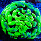 Euphyllia Ancora Coral- LPS Ultra Hammer Frag WYSIWYG 4cm Euphyllia Ancora Coral- LPS Ultra Hammer Frag WYSIWYG 4cm Aquarium Decor Euphyllia Ancora Coral- LPS Ultra Hammer Frag WYSIWYG 4cm Zeo Box Reef