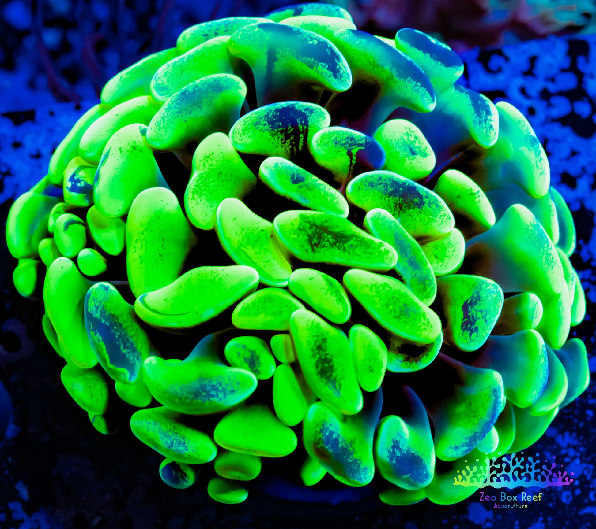 Euphyllia Ancora Coral- LPS Ultra Hammer Frag WYSIWYG 4cm Euphyllia Ancora Coral- LPS Ultra Hammer Frag WYSIWYG 4cm Aquarium Decor Euphyllia Ancora Coral- LPS Ultra Hammer Frag WYSIWYG 4cm Zeo Box Reef