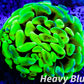 Euphyllia Ancora Coral- LPS Ultra Hammer Frag WYSIWYG 4cm Euphyllia Ancora Coral- LPS Ultra Hammer Frag WYSIWYG 4cm Aquarium Decor Euphyllia Ancora Coral- LPS Ultra Hammer Frag WYSIWYG 4cm Zeo Box Reef