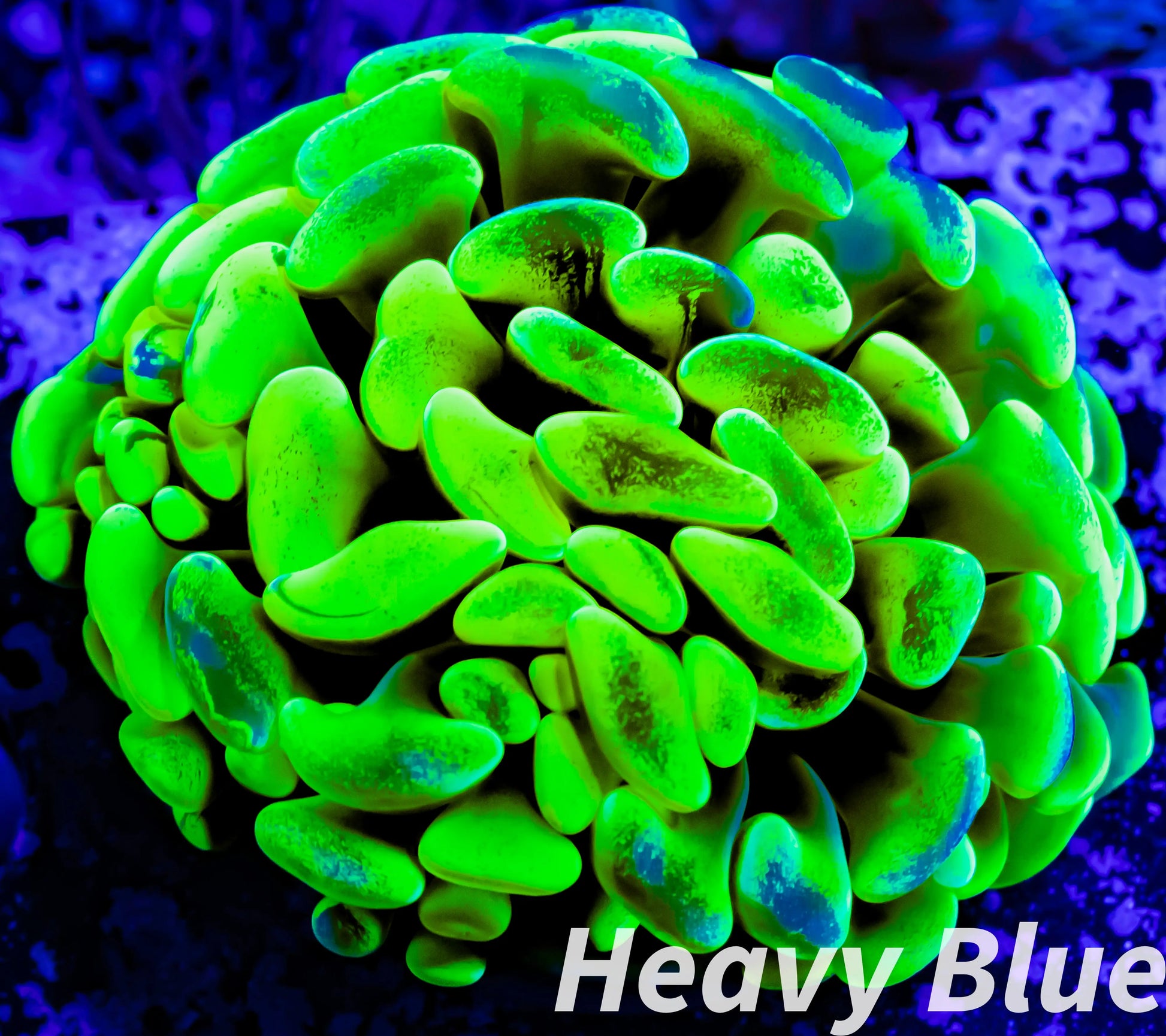 Euphyllia Ancora Coral- LPS Ultra Hammer Frag WYSIWYG 4cm Euphyllia Ancora Coral- LPS Ultra Hammer Frag WYSIWYG 4cm Aquarium Decor Euphyllia Ancora Coral- LPS Ultra Hammer Frag WYSIWYG 4cm Zeo Box Reef