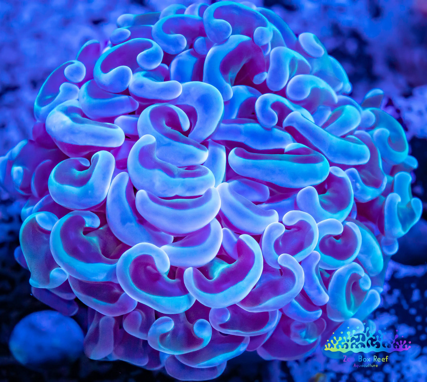 Euphyllia Ancora Coral- LPS Ultra Hammer Frag WYSIWYG 4cm Euphyllia Ancora Coral- LPS Ultra Hammer Frag WYSIWYG 4cm Aquarium Decor Euphyllia Ancora Coral- LPS Ultra Hammer Frag WYSIWYG 4cm Zeo Box Reef