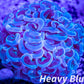 Euphyllia Ancora Coral- LPS Ultra Hammer Frag WYSIWYG 4cm Euphyllia Ancora Coral- LPS Ultra Hammer Frag WYSIWYG 4cm Aquarium Decor Euphyllia Ancora Coral- LPS Ultra Hammer Frag WYSIWYG 4cm Zeo Box Reef