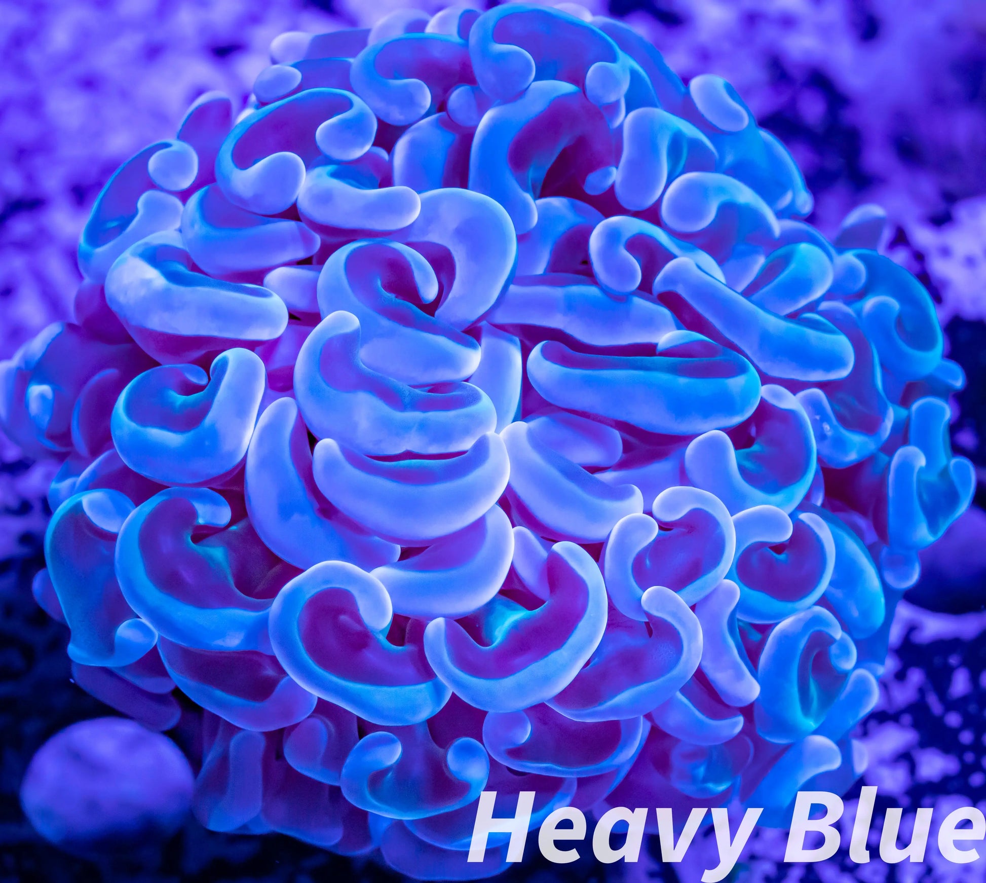 Euphyllia Ancora Coral- LPS Ultra Hammer Frag WYSIWYG 4cm Euphyllia Ancora Coral- LPS Ultra Hammer Frag WYSIWYG 4cm Aquarium Decor Euphyllia Ancora Coral- LPS Ultra Hammer Frag WYSIWYG 4cm Zeo Box Reef