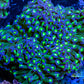 Euphyllia Ancora Coral- LPS Ultra Reverse Hammer 10cm Euphyllia Ancora Coral- LPS Ultra Reverse Hammer 10cm Aquarium Decor Euphyllia Ancora Coral- LPS Ultra Reverse Hammer 10cm Zeo Box Reef