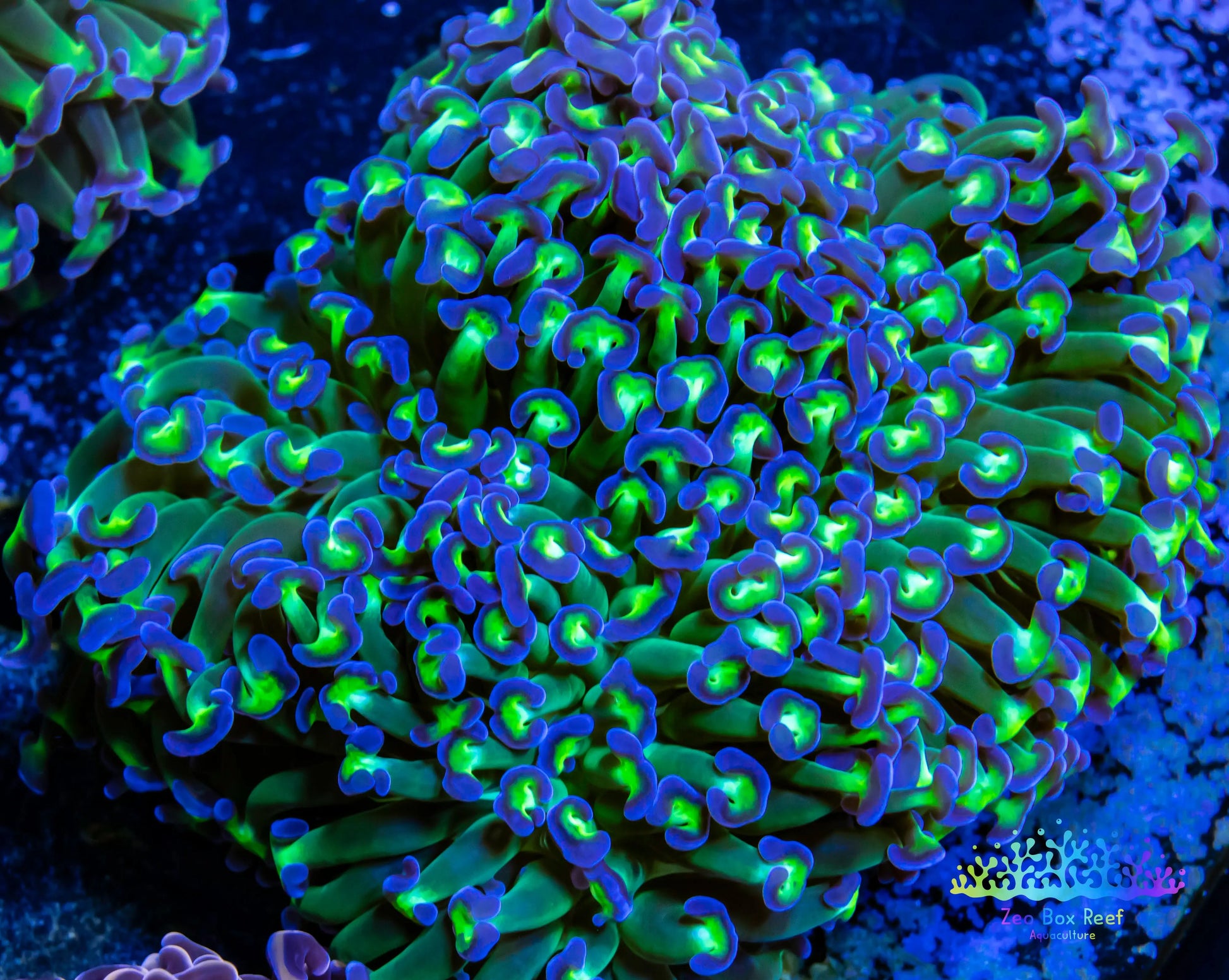 Euphyllia Ancora Coral- LPS Ultra Reverse Hammer 10cm Euphyllia Ancora Coral- LPS Ultra Reverse Hammer 10cm Aquarium Decor Euphyllia Ancora Coral- LPS Ultra Reverse Hammer 10cm Zeo Box Reef