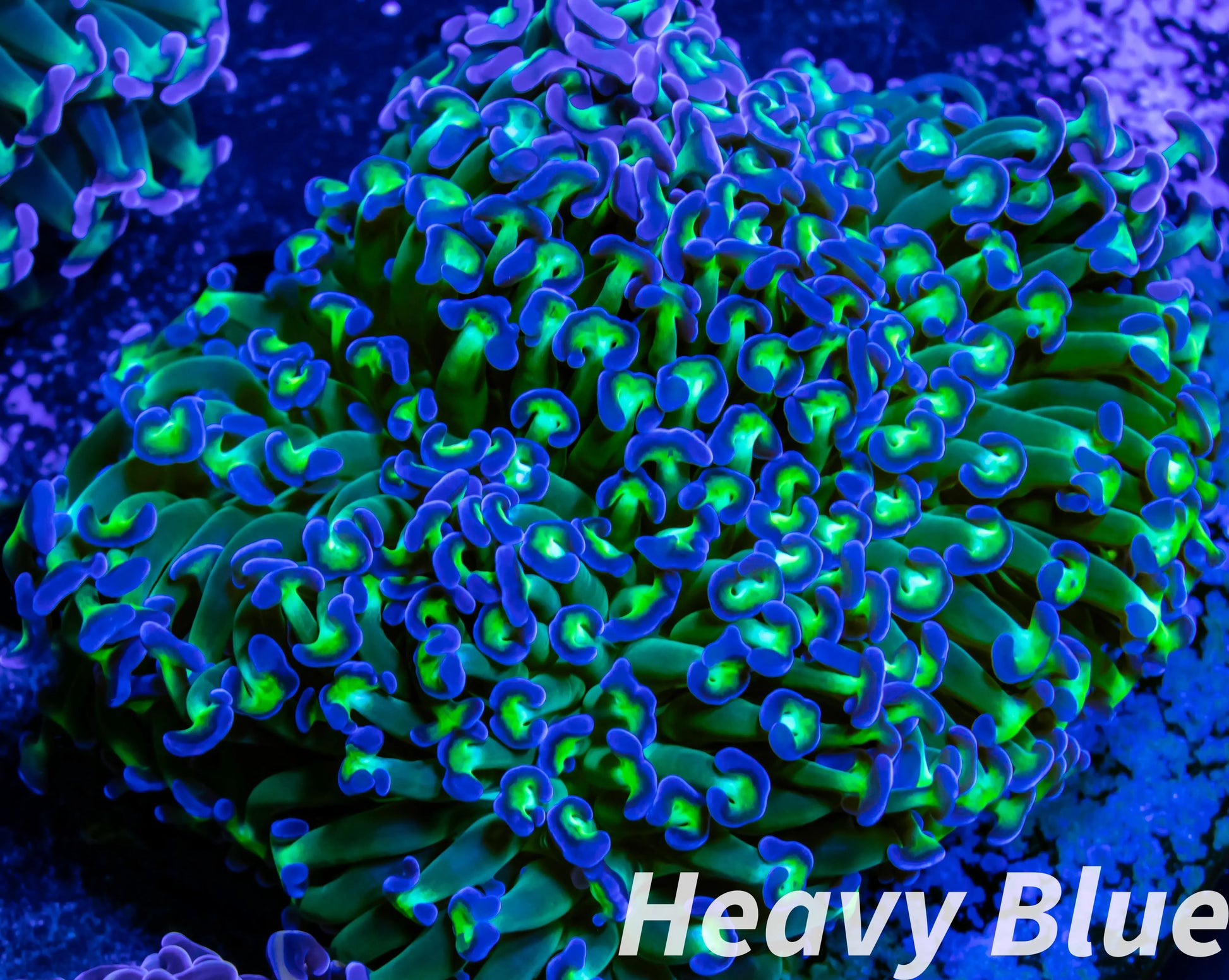 Euphyllia Ancora Coral- LPS Ultra Reverse Hammer 10cm Euphyllia Ancora Coral- LPS Ultra Reverse Hammer 10cm Aquarium Decor Euphyllia Ancora Coral- LPS Ultra Reverse Hammer 10cm Zeo Box Reef