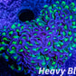 Euphyllia Ancora Coral- LPS Ultra Reverse Hammer 7cm Euphyllia Ancora Coral- LPS Ultra Reverse Hammer 7cm Aquarium Decor Euphyllia Ancora Coral- LPS Ultra Reverse Hammer 7cm Zeo Box Reef