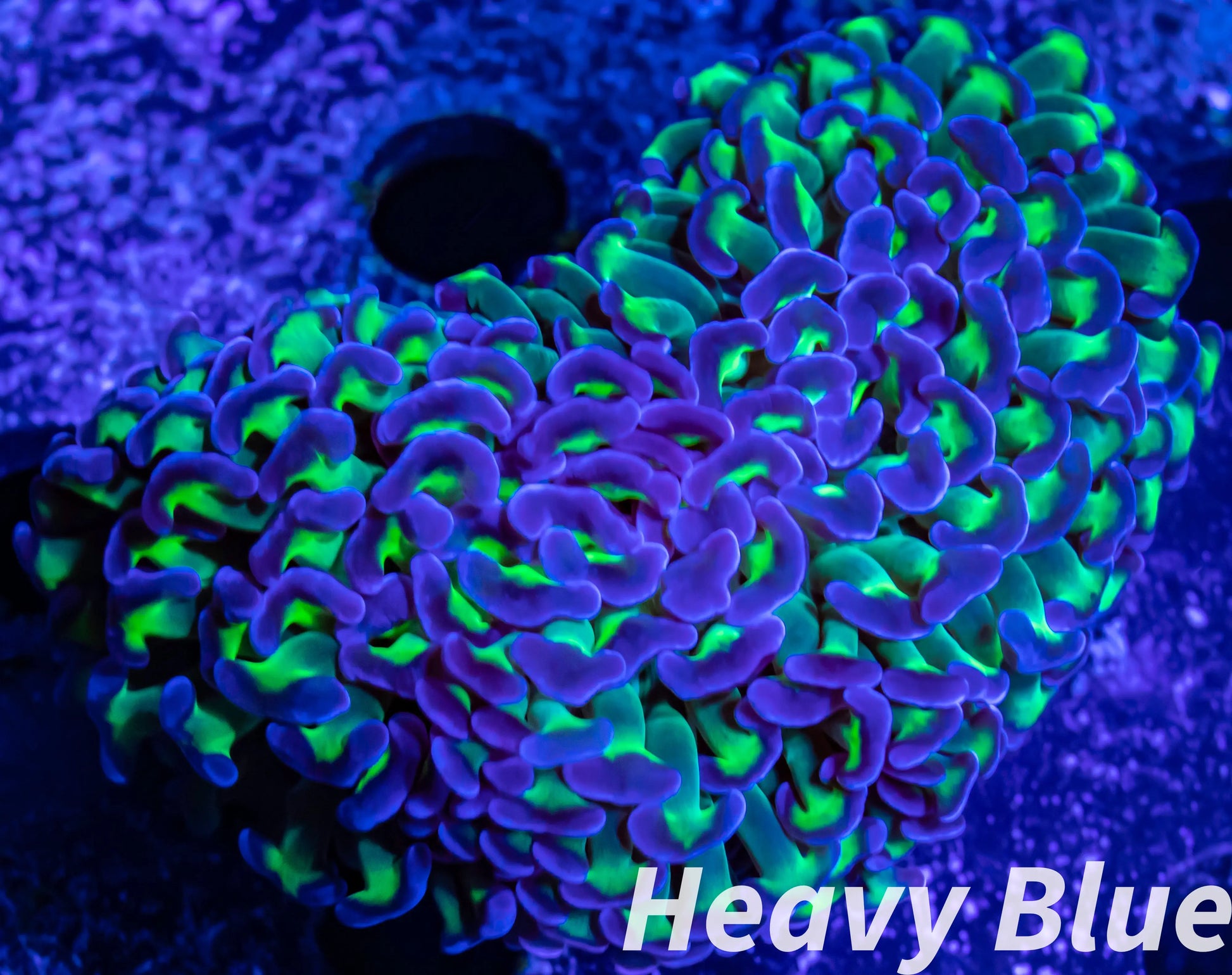 Euphyllia Ancora Coral- LPS Ultra Reverse Hammer 7cm Euphyllia Ancora Coral- LPS Ultra Reverse Hammer 7cm Aquarium Decor Euphyllia Ancora Coral- LPS Ultra Reverse Hammer 7cm Zeo Box Reef