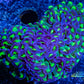 Euphyllia Ancora Coral- LPS Ultra Reverse Hammer 7cm Euphyllia Ancora Coral- LPS Ultra Reverse Hammer 7cm Aquarium Decor Euphyllia Ancora Coral- LPS Ultra Reverse Hammer 7cm Zeo Box Reef