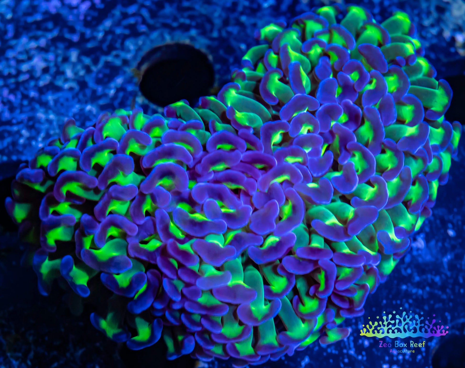 Euphyllia Ancora Coral- LPS Ultra Reverse Hammer 7cm Euphyllia Ancora Coral- LPS Ultra Reverse Hammer 7cm Aquarium Decor Euphyllia Ancora Coral- LPS Ultra Reverse Hammer 7cm Zeo Box Reef